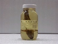 藏品(日本尖牙鱸)的圖片